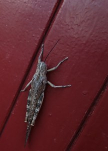 DSC00802