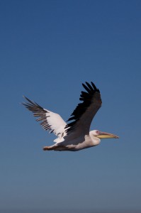 IMG_4911
