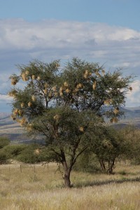 Osterdekoration der Webervögel