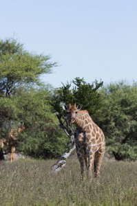 IMG_5358