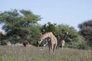 IMG_5362