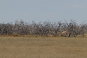 IMG_6141