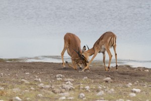 IMG_6262