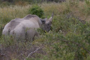 IMG_6495
