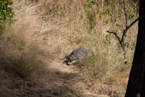 IMG_6984