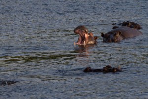 IMG_7187